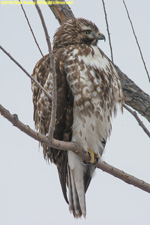 Cooper's hawk